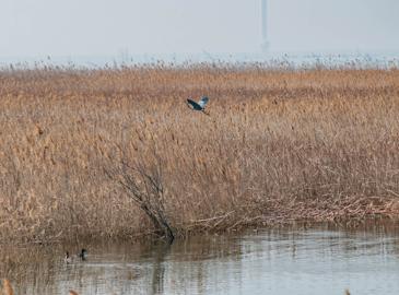 Make: NIKON CORPORATION
Model: NIKON D90
DateTimeOriginal: 2024:04:06 11:16:39
ISOSpeedRatings: 400
LensModel: 70.0-210.0 mm f/4.0
ExposureTime: 0.0005
FocalLength: 210.0
FNumber: 5.6
