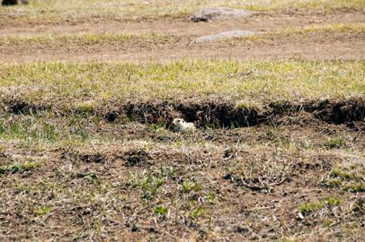 Make: NIKON CORPORATION
Model: NIKON D90
DateTimeOriginal: 2024:05:03 12:35:01
ISOSpeedRatings: 200
LensModel: 18.0-105.0 mm f/3.5-5.6
ExposureTime: 0.003125
FocalLength: 105.0
FNumber: 9.0
