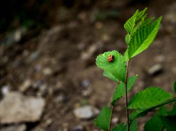 Make: NIKON CORPORATION
Model: NIKON Z 5
DateTimeOriginal: 2024:05:23 16:59:12
ISOSpeedRatings: 640
LensModel: NIKKOR Z 24-50mm f/4-6.3
ExposureTime: 0.005
FocalLength: 50.0
FNumber: 6.3
