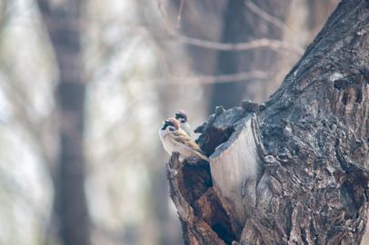 Make: NIKON CORPORATION
Model: NIKON D90
DateTimeOriginal: 2024:04:06 11:47:38
ISOSpeedRatings: 400
LensModel: 70.0-210.0 mm f/4.0
ExposureTime: 0.001
FocalLength: 190.0
FNumber: 4.0
