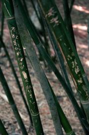 Make: NIKON CORPORATION
Model: NIKON D90
DateTimeOriginal: 2024:04:15 12:19:19
ISOSpeedRatings: 500
LensModel: 18.0-105.0 mm f/3.5-5.6
ExposureTime: 0.01
FocalLength: 70.0
FNumber: 5.3
