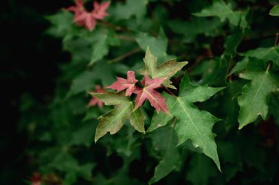 Make: NIKON CORPORATION
Model: NIKON Z 5
DateTimeOriginal: 2024:05:23 16:36:13
ISOSpeedRatings: 640
LensModel: NIKKOR Z 24-50mm f/4-6.3
ExposureTime: 0.008
FocalLength: 50.0
FNumber: 6.3
