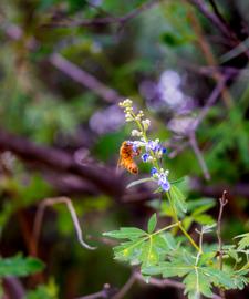 Make: NIKON CORPORATION
Model: NIKON Z 5
DateTimeOriginal: 2024:06:01 15:58:03
ISOSpeedRatings: 900
LensModel: NIKKOR Z 24-50mm f/4-6.3
ExposureTime: 0.008
FocalLength: 50.0
FNumber: 6.3
