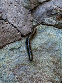 Make: NIKON CORPORATION
Model: NIKON Z 5
DateTimeOriginal: 2024:06:01 18:32:10
ISOSpeedRatings: 360
LensModel: NIKKOR Z 24-50mm f/4-6.3
ExposureTime: 0.016666666666666666
FocalLength: 50.0
FNumber: 6.3
