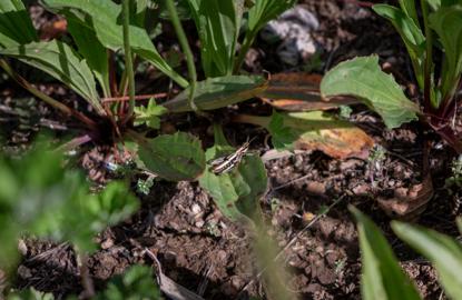 Make: NIKON CORPORATION
Model: NIKON Z 5
DateTimeOriginal: 2024:06:08 16:16:33
ISOSpeedRatings: 360
LensModel: NIKKOR Z 24-50mm f/4-6.3
ExposureTime: 0.000625
FocalLength: 50.0
FNumber: 6.3