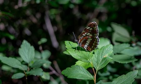 Make: NIKON CORPORATION
Model: NIKON Z 5
DateTimeOriginal: 2024:06:08 11:42:35
ISOSpeedRatings: 100
LensModel: NIKKOR Z 24-50mm f/4-6.3
ExposureTime: 0.004
FocalLength: 37.0
FNumber: 5.3