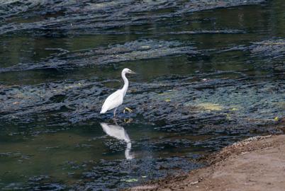 Make: NIKON CORPORATION
Model: NIKON Z 5
DateTimeOriginal: 2024:07:21 14:33:03
ISOSpeedRatings: 1000
LensModel: TAMRON 70-300mm F/4.5-6.3 Di III RXD A047Z
ExposureTime: 0.0005
FocalLength: 300.0
FNumber: 11.0