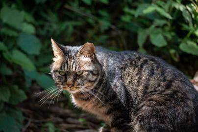 Make: NIKON CORPORATION
Model: NIKON Z 5
DateTimeOriginal: 2024:07:07 13:08:06
ISOSpeedRatings: 640
LensModel: TAMRON 70-300mm F/4.5-6.3 Di III RXD A047Z
ExposureTime: 0.004
FocalLength: 160.0
FNumber: 5.3