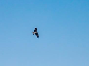 Make: NIKON CORPORATION
Model: NIKON Z 5
DateTimeOriginal: 2024:07:21 16:48:36
ISOSpeedRatings: 1100
LensModel: TAMRON 70-300mm F/4.5-6.3 Di III RXD A047Z
ExposureTime: 0.0003125
FocalLength: 300.0
FNumber: 11.0