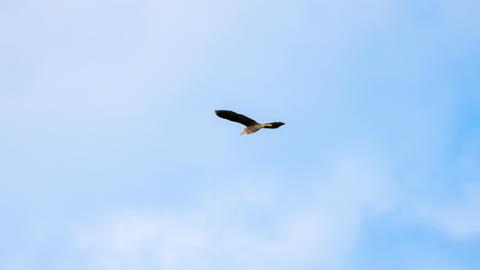 Make: NIKON CORPORATION
Model: NIKON Z 5
DateTimeOriginal: 2024:07:27 17:58:36
ISOSpeedRatings: 1250
LensModel: TAMRON 70-300mm F/4.5-6.3 Di III RXD A047Z
ExposureTime: 0.000625
FocalLength: 300.0
FNumber: 7.1