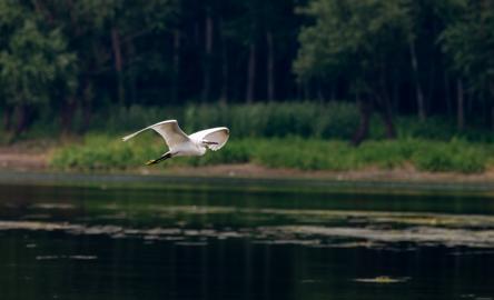 Make: NIKON CORPORATION
Model: NIKON Z 5
DateTimeOriginal: 2024:07:21 12:40:52
ISOSpeedRatings: 640
LensModel: TAMRON 70-300mm F/4.5-6.3 Di III RXD A047Z
ExposureTime: 0.0005
FocalLength: 300.0
FNumber: 9.0