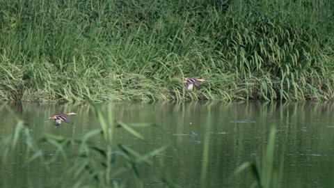 Make: NIKON CORPORATION
Model: NIKON Z 5
DateTimeOriginal: 2024:07:27 17:49:34
ISOSpeedRatings: 1250
LensModel: TAMRON 70-300mm F/4.5-6.3 Di III RXD A047Z
ExposureTime: 0.0005
FocalLength: 300.0
FNumber: 7.1