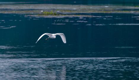 Make: NIKON CORPORATION
Model: NIKON Z 5
DateTimeOriginal: 2024:07:21 12:40:50
ISOSpeedRatings: 640
LensModel: TAMRON 70-300mm F/4.5-6.3 Di III RXD A047Z
ExposureTime: 0.0005
FocalLength: 300.0
FNumber: 9.0