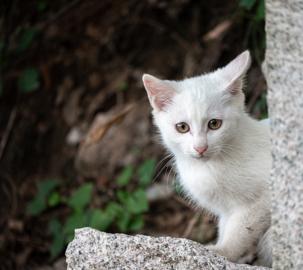 Make: NIKON CORPORATION
Model: NIKON Z 5
DateTimeOriginal: 2024:07:07 16:03:18
ISOSpeedRatings: 560
LensModel: TAMRON 70-300mm F/4.5-6.3 Di III RXD A047Z
ExposureTime: 0.004
FocalLength: 300.0
FNumber: 6.3