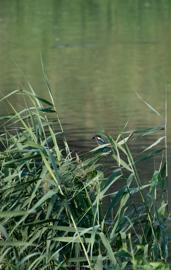 Make: NIKON CORPORATION
Model: NIKON Z 5
DateTimeOriginal: 2024:07:27 17:51:48
ISOSpeedRatings: 1250
LensModel: TAMRON 70-300mm F/4.5-6.3 Di III RXD A047Z
ExposureTime: 0.0005
FocalLength: 300.0
FNumber: 7.1