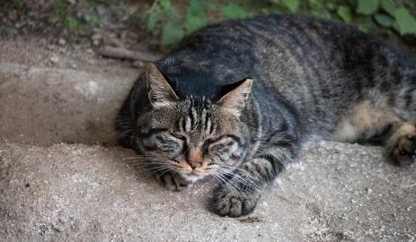 Make: NIKON CORPORATION
Model: NIKON Z 5
DateTimeOriginal: 2024:07:07 13:07:27
ISOSpeedRatings: 1600
LensModel: TAMRON 70-300mm F/4.5-6.3 Di III RXD A047Z
ExposureTime: 0.004
FocalLength: 268.0
FNumber: 6.3