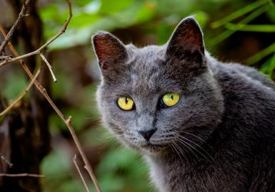 Make: NIKON CORPORATION
Model: NIKON Z 5
DateTimeOriginal: 2024:07:07 15:27:27
ISOSpeedRatings: 3200
LensModel: TAMRON 70-300mm F/4.5-6.3 Di III RXD A047Z
ExposureTime: 0.00625
FocalLength: 300.0
FNumber: 6.3