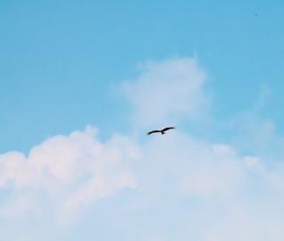 Make: NIKON CORPORATION
Model: NIKON Z 5
DateTimeOriginal: 2024:07:21 16:48:09
ISOSpeedRatings: 1100
LensModel: TAMRON 70-300mm F/4.5-6.3 Di III RXD A047Z
ExposureTime: 0.0003125
FocalLength: 300.0
FNumber: 11.0