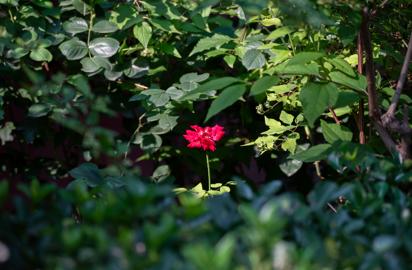 Make: NIKON CORPORATION
Model: NIKON Z 5
DateTimeOriginal: 2024:07:03 16:22:59
ISOSpeedRatings: 500
LensModel: TAMRON 70-300mm F/4.5-6.3 Di III RXD A047Z
ExposureTime: 0.0015625
FocalLength: 151.0
FNumber: 5.6