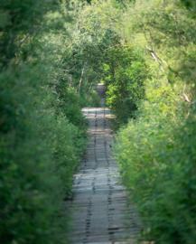 Make: NIKON CORPORATION
Model: NIKON Z 5
DateTimeOriginal: 2024:07:03 16:28:23
ISOSpeedRatings: 250
ExposureTime: 0.0015625
FocalLength: 205.0
FNumber: 5.6