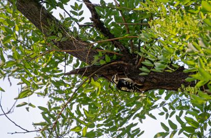 Make: NIKON CORPORATION
Model: NIKON Z 5
DateTimeOriginal: 2024:07:03 16:35:35
ISOSpeedRatings: 320
LensModel: TAMRON 70-300mm F/4.5-6.3 Di III RXD A047Z
ExposureTime: 0.0008
FocalLength: 300.0
FNumber: 6.3