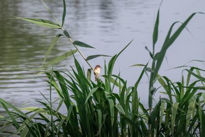 Make: NIKON CORPORATION
Model: NIKON Z 5
DateTimeOriginal: 2024:07:27 17:56:26
ISOSpeedRatings: 1250
LensModel: TAMRON 70-300mm F/4.5-6.3 Di III RXD A047Z
ExposureTime: 0.000625
FocalLength: 300.0
FNumber: 7.1