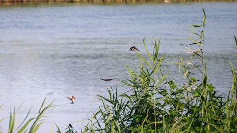 Make: NIKON CORPORATION
Model: NIKON Z 5
DateTimeOriginal: 2024:07:27 17:36:20
ISOSpeedRatings: 1000
LensModel: TAMRON 70-300mm F/4.5-6.3 Di III RXD A047Z
ExposureTime: 0.0004
FocalLength: 300.0
FNumber: 6.3