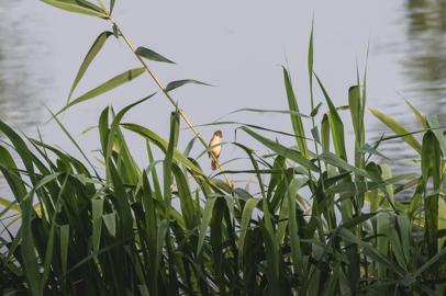 Make: NIKON CORPORATION
Model: NIKON Z 5
DateTimeOriginal: 2024:07:27 17:57:13
ISOSpeedRatings: 1250
LensModel: TAMRON 70-300mm F/4.5-6.3 Di III RXD A047Z
ExposureTime: 0.000625
FocalLength: 300.0
FNumber: 7.1