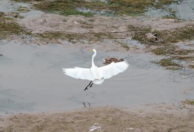 Make: NIKON CORPORATION
Model: NIKON Z 5
DateTimeOriginal: 2024:07:13 15:58:30
ISOSpeedRatings: 2200
LensModel: TAMRON 70-300mm F/4.5-6.3 Di III RXD A047Z
ExposureTime: 0.0003125
FocalLength: 300.0
FNumber: 8.0