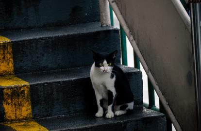 Make: NIKON CORPORATION
Model: NIKON Z 5
DateTimeOriginal: 2024:08:04 06:45:06
ISOSpeedRatings: 1250
LensModel: TAMRON 70-300mm F/4.5-6.3 Di III RXD A047Z
ExposureTime: 0.005
FocalLength: 202.0
FNumber: 5.6
