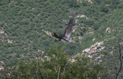 Make: NIKON CORPORATION
Model: NIKON Z 5
DateTimeOriginal: 2024:08:01 13:44:13
ISOSpeedRatings: 1800
LensModel: TAMRON 70-300mm F/4.5-6.3 Di III RXD A047Z
ExposureTime: 0.0005
FocalLength: 300.0
FNumber: 11.0