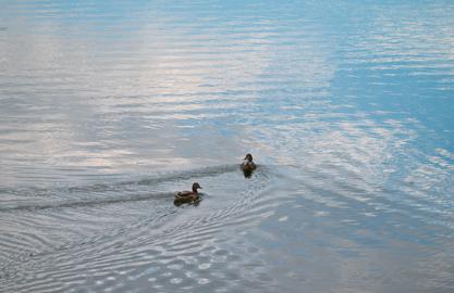 Make: NIKON CORPORATION
Model: NIKON Z 5
DateTimeOriginal: 2024:09:05 17:15:33
ISOSpeedRatings: 140
LensModel: TAMRON 70-300mm F/4.5-6.3 Di III RXD A047Z
ExposureTime: 0.008
FocalLength: 300.0
FNumber: 9.0
