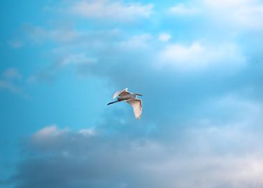 Make: NIKON CORPORATION
Model: NIKON Z 5
DateTimeOriginal: 2024:09:21 17:19:40
ISOSpeedRatings: 720
LensModel: TAMRON 70-300mm F/4.5-6.3 Di III RXD A047Z
ExposureTime: 0.0005
FocalLength: 268.0
FNumber: 9.0
