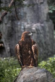 Make: NIKON CORPORATION
Model: NIKON Z 5
DateTimeOriginal: 2024:09:17 16:41:09
ISOSpeedRatings: 3200
LensModel: TAMRON 70-300mm F/4.5-6.3 Di III RXD A047Z
ExposureTime: 0.005
FocalLength: 210.0
FNumber: 6.0
