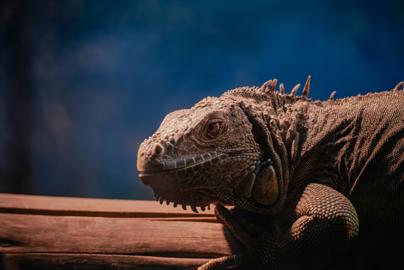 Make: NIKON CORPORATION
Model: NIKON Z 5
DateTimeOriginal: 2024:09:17 14:45:21
ISOSpeedRatings: 2500
LensModel: TAMRON 70-300mm F/4.5-6.3 Di III RXD A047Z
ExposureTime: 0.004
FocalLength: 189.0
FNumber: 5.6
