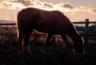 Make: NIKON CORPORATION
Model: NIKON Z 5
DateTimeOriginal: 2024:10:01 17:34:52
ISOSpeedRatings: 100
LensModel: TAMRON 70-300mm F/4.5-6.3 Di III RXD A047Z
ExposureTime: 0.008
FocalLength: 128.0
FNumber: 7.1
