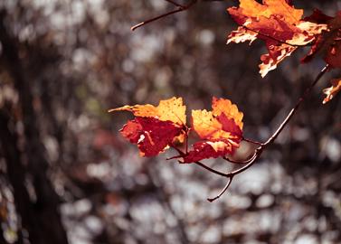 Make: NIKON CORPORATION
Model: NIKON Z 5
DateTimeOriginal: 2024:10:02 10:41:58
ISOSpeedRatings: 200
LensModel: TAMRON 70-300mm F/4.5-6.3 Di III RXD A047Z
ExposureTime: 0.003125
FocalLength: 300.0
FNumber: 7.1
