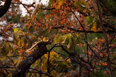 Make: NIKON CORPORATION
Model: NIKON Z 5
DateTimeOriginal: 2024:10:27 10:29:29
ISOSpeedRatings: 180
LensModel: TAMRON 70-300mm F/4.5-6.3 Di III RXD A047Z
ExposureTime: 0.002
FocalLength: 198.0
FNumber: 9.0
