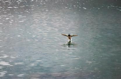 Make: NIKON CORPORATION
Model: NIKON Z 5
DateTimeOriginal: 2025:01:24 11:42:39
ISOSpeedRatings: 10000
LensModel: TAMRON 70-300mm F/4.5-6.3 Di III RXD A047Z
ExposureTime: 0.0004
FocalLength: 300.0
FNumber: 7.1
