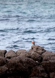 Make: NIKON CORPORATION
Model: NIKON Z 5
DateTimeOriginal: 2025:02:14 12:55:11
ISOSpeedRatings: 200
LensModel: TAMRON 70-300mm F/4.5-6.3 Di III RXD A047Z
ExposureTime: 0.0015625
FocalLength: 300.0
FNumber: 8.0
