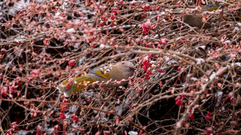 Make: NIKON CORPORATION
Model: NIKON Z 5
DateTimeOriginal: 2025:01:25 11:35:03
ISOSpeedRatings: 2200
LensModel: TAMRON 70-300mm F/4.5-6.3 Di III RXD A047Z
ExposureTime: 0.00125
FocalLength: 300.0
FNumber: 8.0
