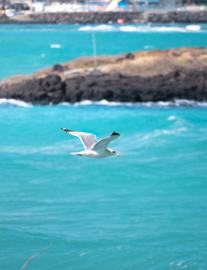 Make: NIKON CORPORATION
Model: NIKON Z 5
DateTimeOriginal: 2025:02:13 11:04:29
ISOSpeedRatings: 500
LensModel: TAMRON 70-300mm F/4.5-6.3 Di III RXD A047Z
ExposureTime: 0.0004
FocalLength: 300.0
FNumber: 6.3
