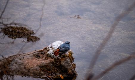 Make: NIKON CORPORATION
Model: NIKON Z 5
DateTimeOriginal: 2025:01:25 11:13:28
ISOSpeedRatings: 450
LensModel: TAMRON 70-300mm F/4.5-6.3 Di III RXD A047Z
ExposureTime: 0.00125
FocalLength: 241.0
FNumber: 6.0
