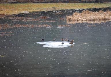 Make: NIKON CORPORATION
Model: NIKON Z 5
DateTimeOriginal: 2025:01:24 11:40:11
ISOSpeedRatings: 2200
LensModel: TAMRON 70-300mm F/4.5-6.3 Di III RXD A047Z
ExposureTime: 0.0025
FocalLength: 300.0
FNumber: 7.1
