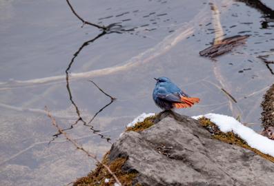 Make: NIKON CORPORATION
Model: NIKON Z 5
DateTimeOriginal: 2025:01:25 11:13:55
ISOSpeedRatings: 2800
LensModel: TAMRON 70-300mm F/4.5-6.3 Di III RXD A047Z
ExposureTime: 0.001
FocalLength: 300.0
FNumber: 11.0
