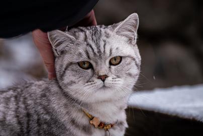 Make: NIKON CORPORATION
Model: NIKON Z 5
DateTimeOriginal: 2025:01:25 10:25:40
ISOSpeedRatings: 280
LensModel: TAMRON 70-300mm F/4.5-6.3 Di III RXD A047Z
ExposureTime: 0.00625
FocalLength: 300.0
FNumber: 8.0
