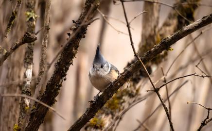 Make: NIKON CORPORATION
Model: NIKON Z 5
DateTimeOriginal: 2025:01:24 12:41:40
ISOSpeedRatings: 12800
LensModel: TAMRON 70-300mm F/4.5-6.3 Di III RXD A047Z
ExposureTime: 0.000625
FocalLength: 300.0
FNumber: 6.3
