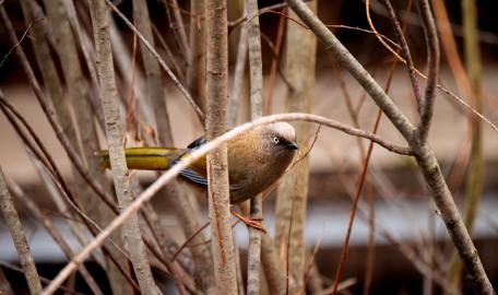 Make: NIKON CORPORATION
Model: NIKON Z 5
DateTimeOriginal: 2025:01:24 13:28:42
ISOSpeedRatings: 11400
LensModel: TAMRON 70-300mm F/4.5-6.3 Di III RXD A047Z
ExposureTime: 0.0015625
FocalLength: 295.0
FNumber: 7.1
