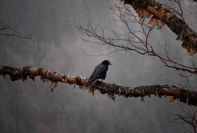 Make: NIKON CORPORATION
Model: NIKON Z 5
DateTimeOriginal: 2025:01:24 12:10:19
ISOSpeedRatings: 560
LensModel: TAMRON 70-300mm F/4.5-6.3 Di III RXD A047Z
ExposureTime: 0.005
FocalLength: 300.0
FNumber: 6.3
