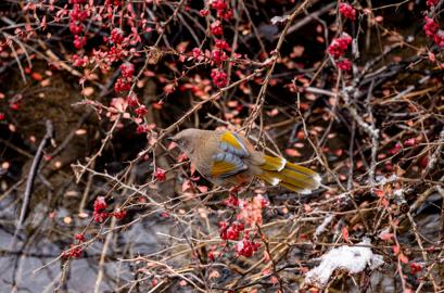 Make: NIKON CORPORATION
Model: NIKON Z 5
DateTimeOriginal: 2025:01:25 11:35:35
ISOSpeedRatings: 2000
LensModel: TAMRON 70-300mm F/4.5-6.3 Di III RXD A047Z
ExposureTime: 0.00125
FocalLength: 300.0
FNumber: 8.0
